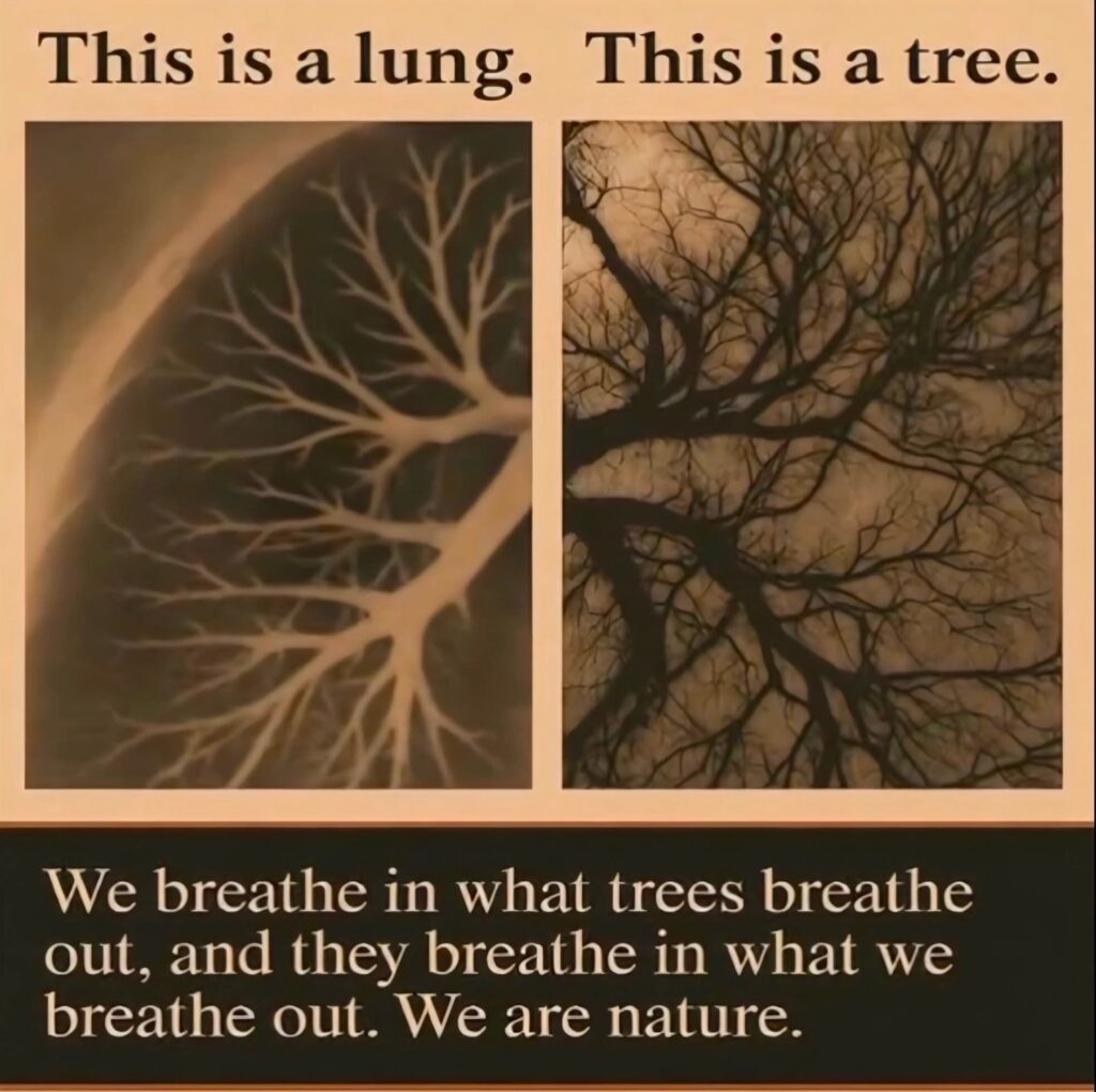 The breathe of nature: How trees mirrors our lungs and what homoeopathy can teach us…